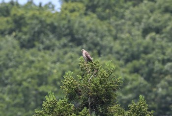 Grey-faced Buzzard Unknown Spots Mon, 7/3/2023