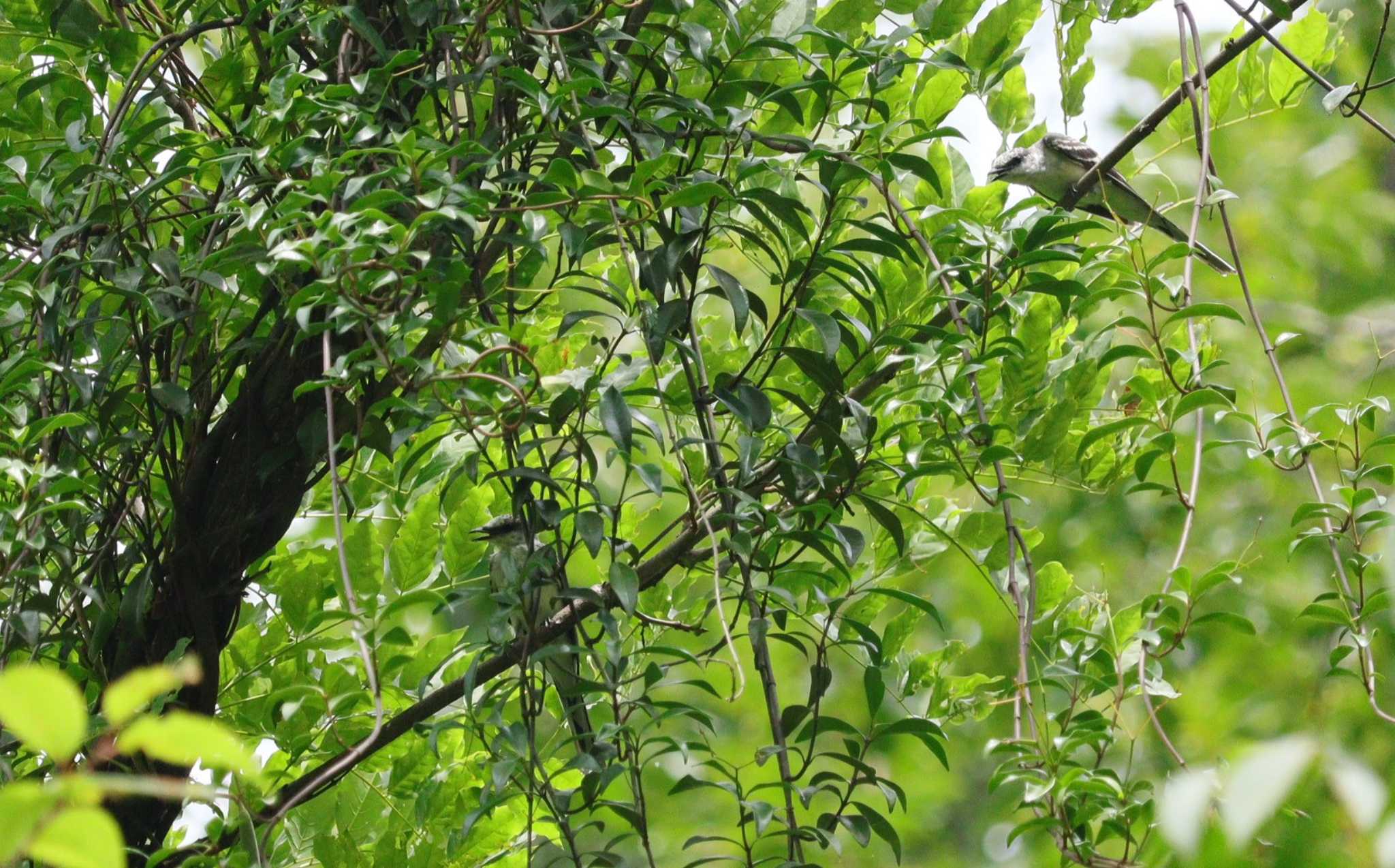 Ashy Minivet