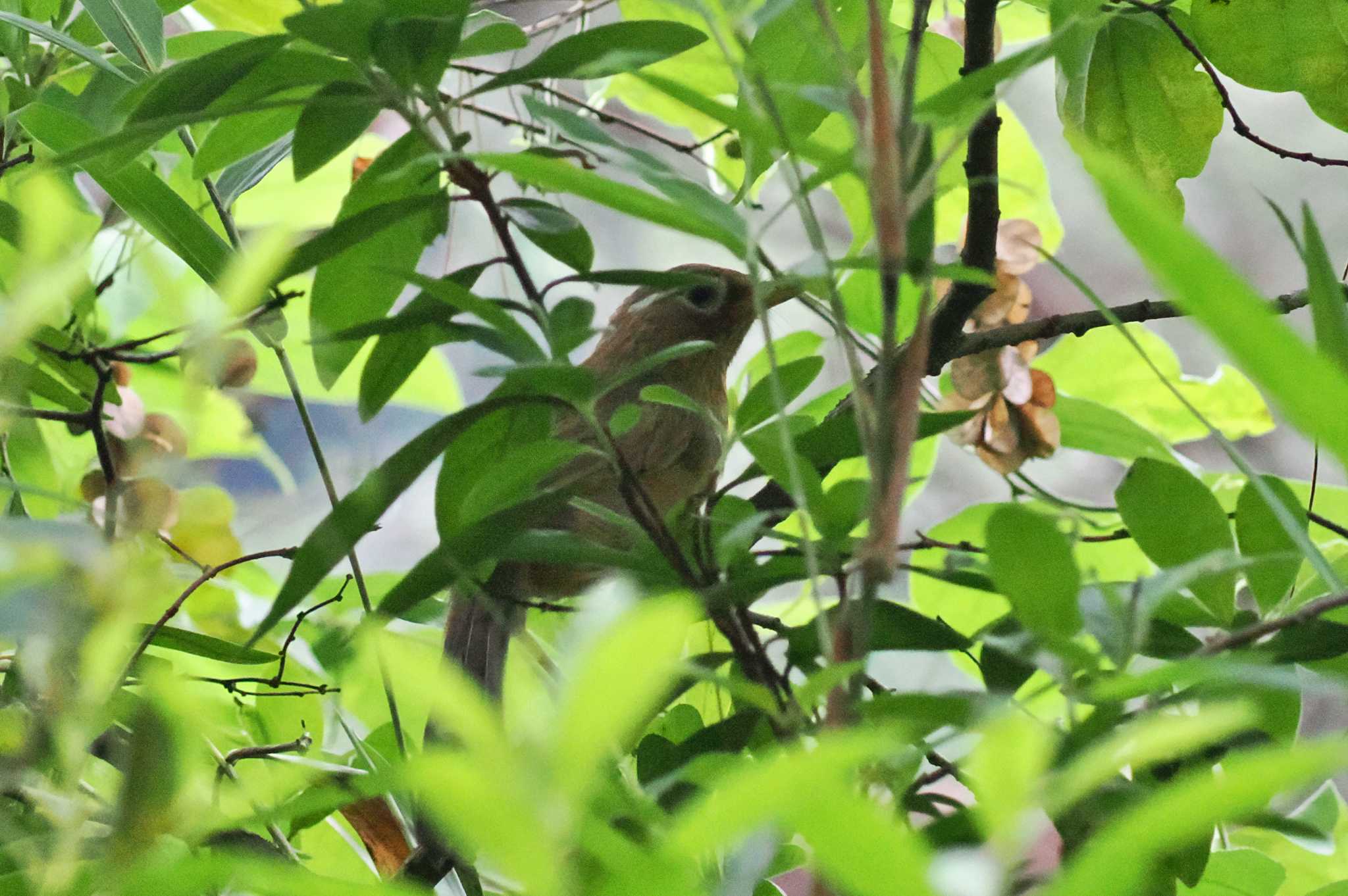 Photo of Chinese Hwamei at 庚申山総合公園 by 藤原奏冥