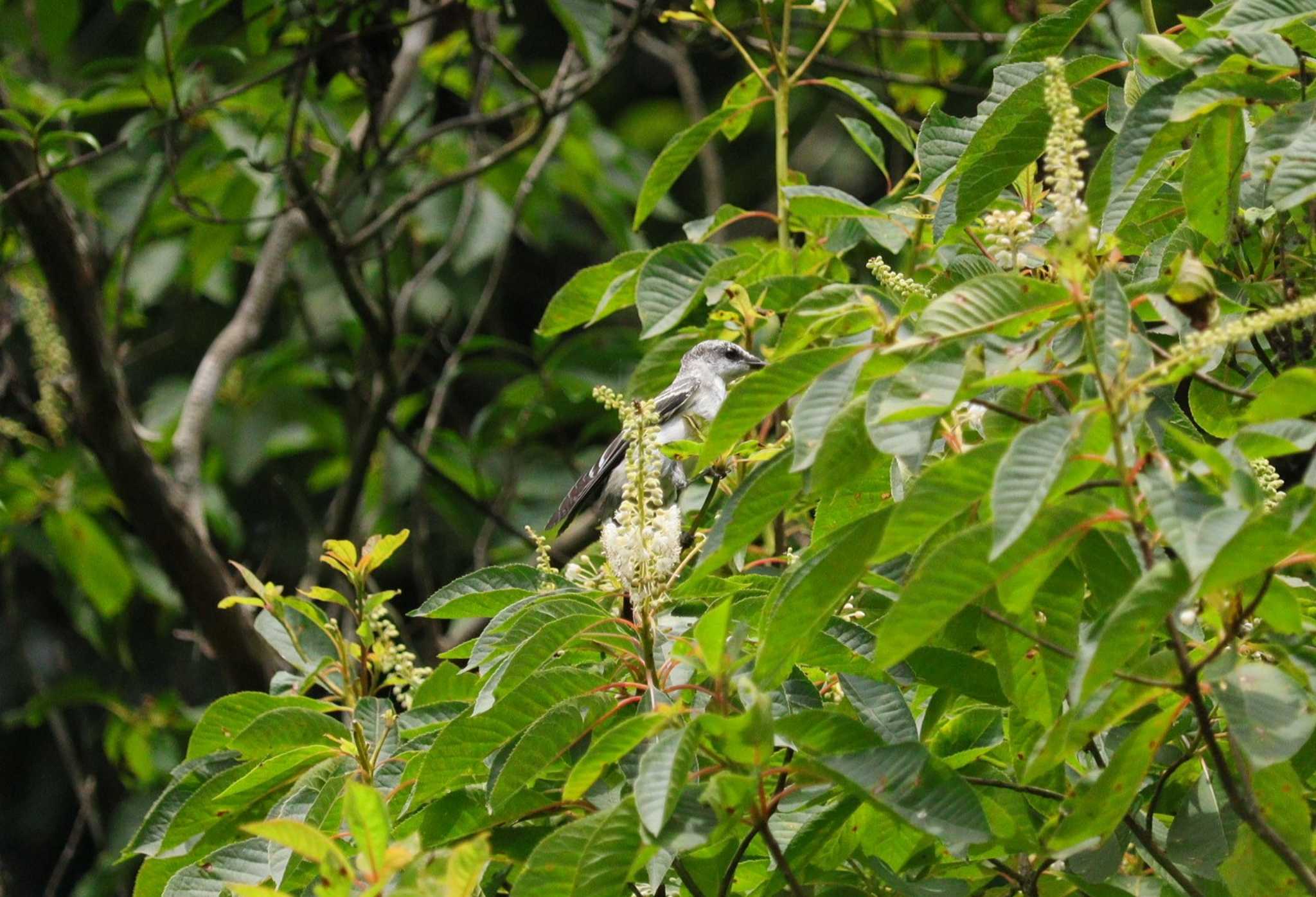 Ashy Minivet