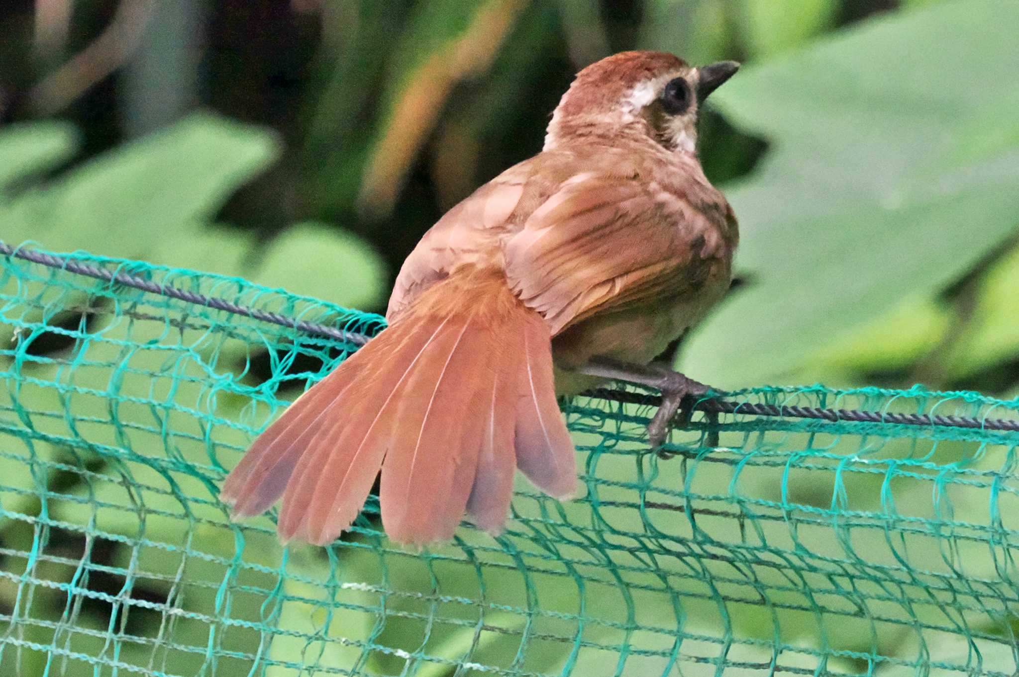 Photo of White-browed Laughingthrush at 庚申山総合公園 by 藤原奏冥