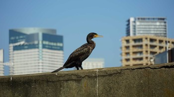 Great Cormorant Hama-rikyu Gardens Sat, 6/2/2018