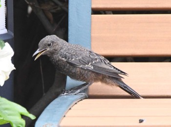 Blue Rock Thrush 川崎市宮前区 Fri, 7/7/2023