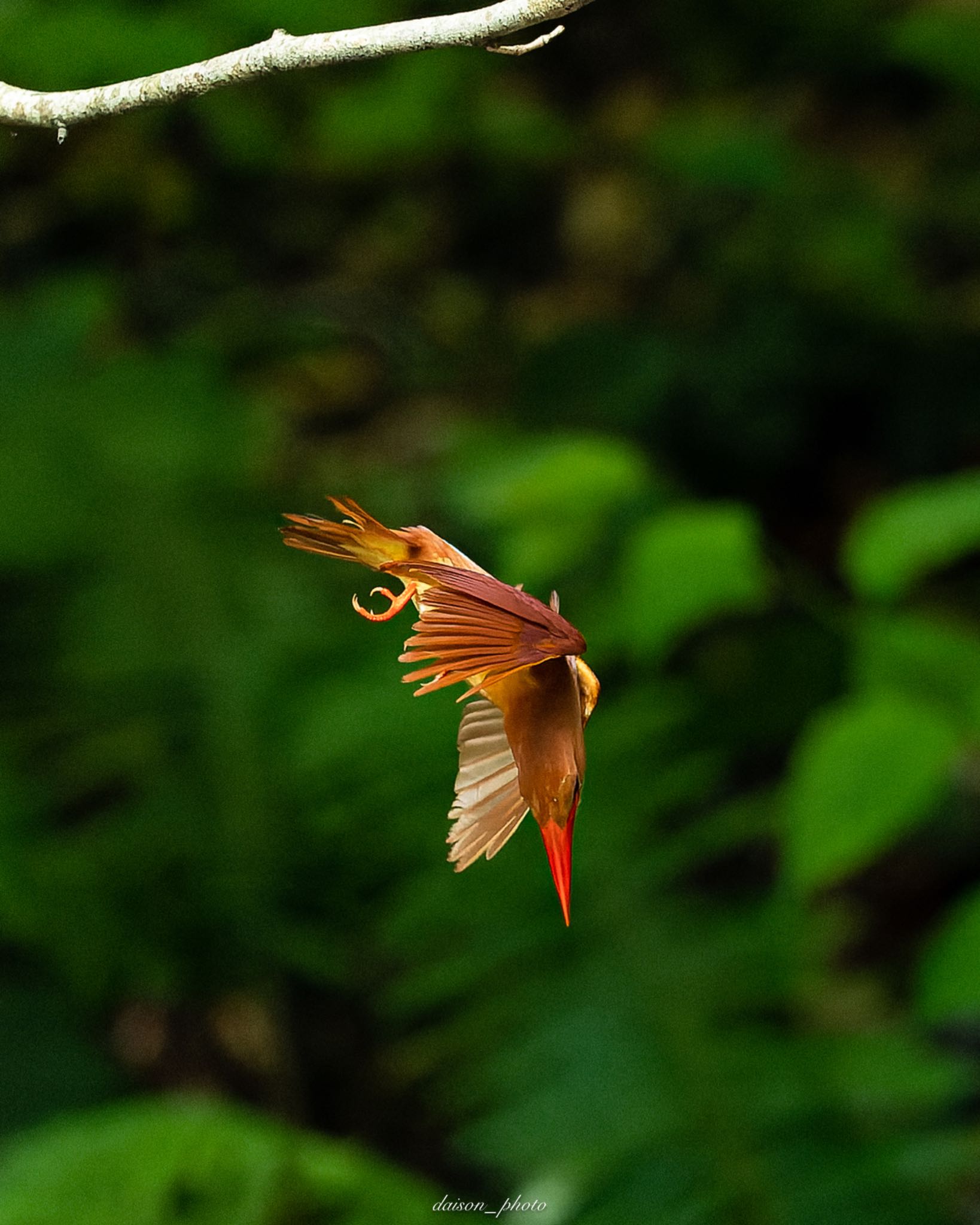 Photo of Ruddy Kingfisher at 十二湖(青森県深浦町) by Daison