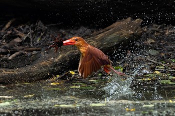 Ruddy Kingfisher 十二湖(青森県深浦町) Mon, 6/26/2023