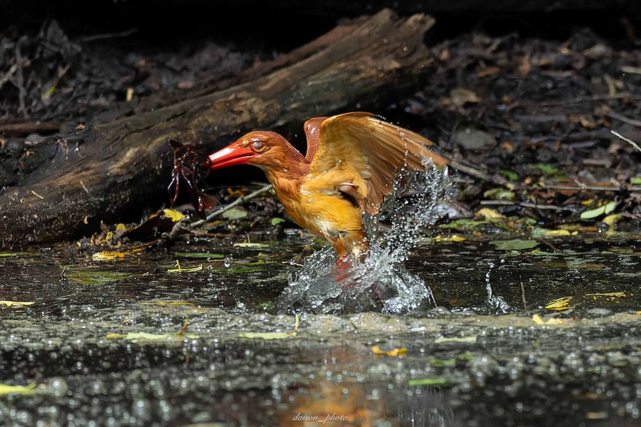 Photo of Ruddy Kingfisher at 十二湖(青森県深浦町) by Daison