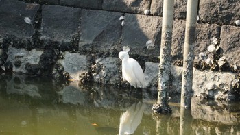 コサギ 浜離宮恩賜庭園 2018年6月2日(土)