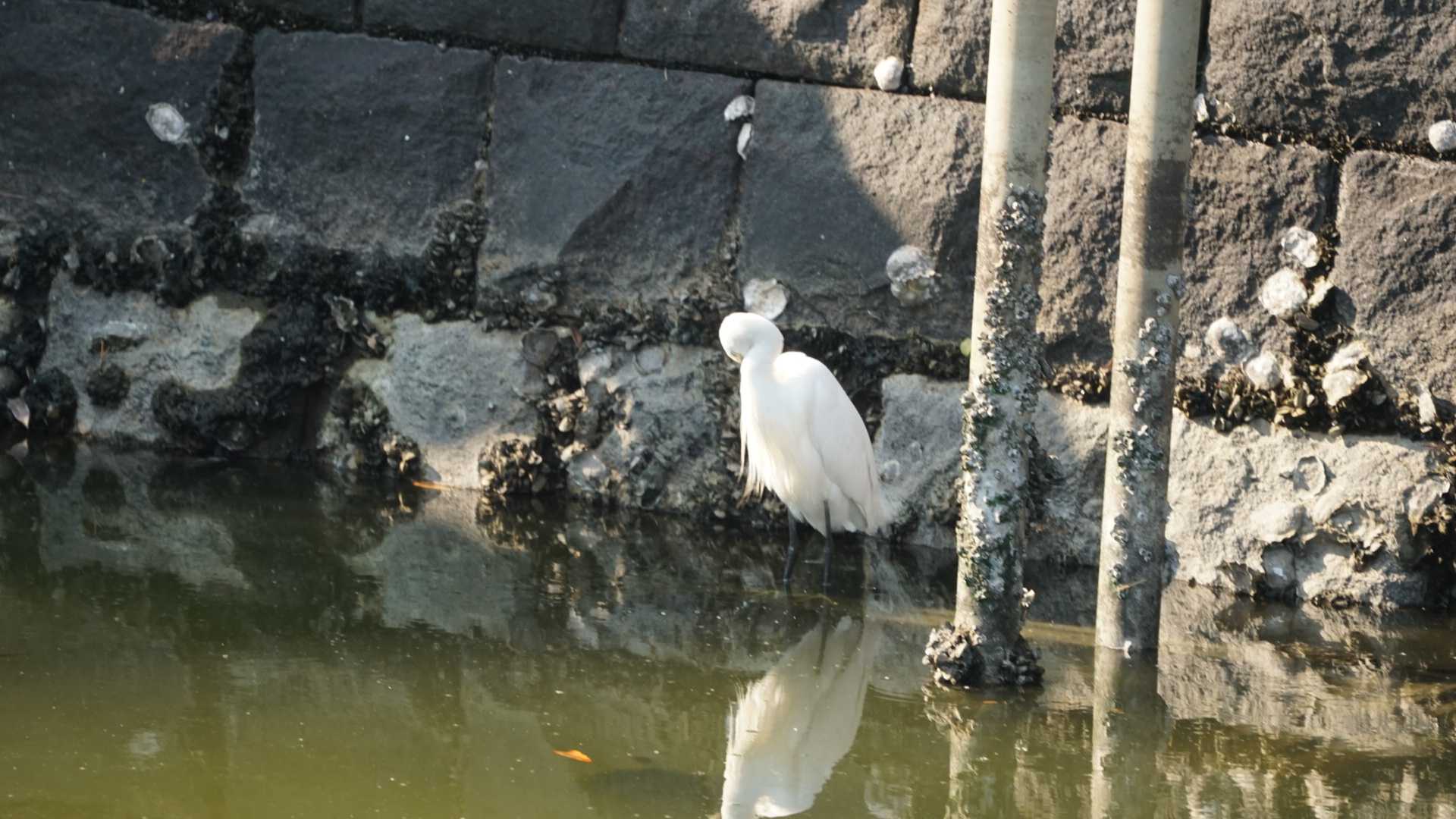 浜離宮恩賜庭園 コサギの写真 by misa X