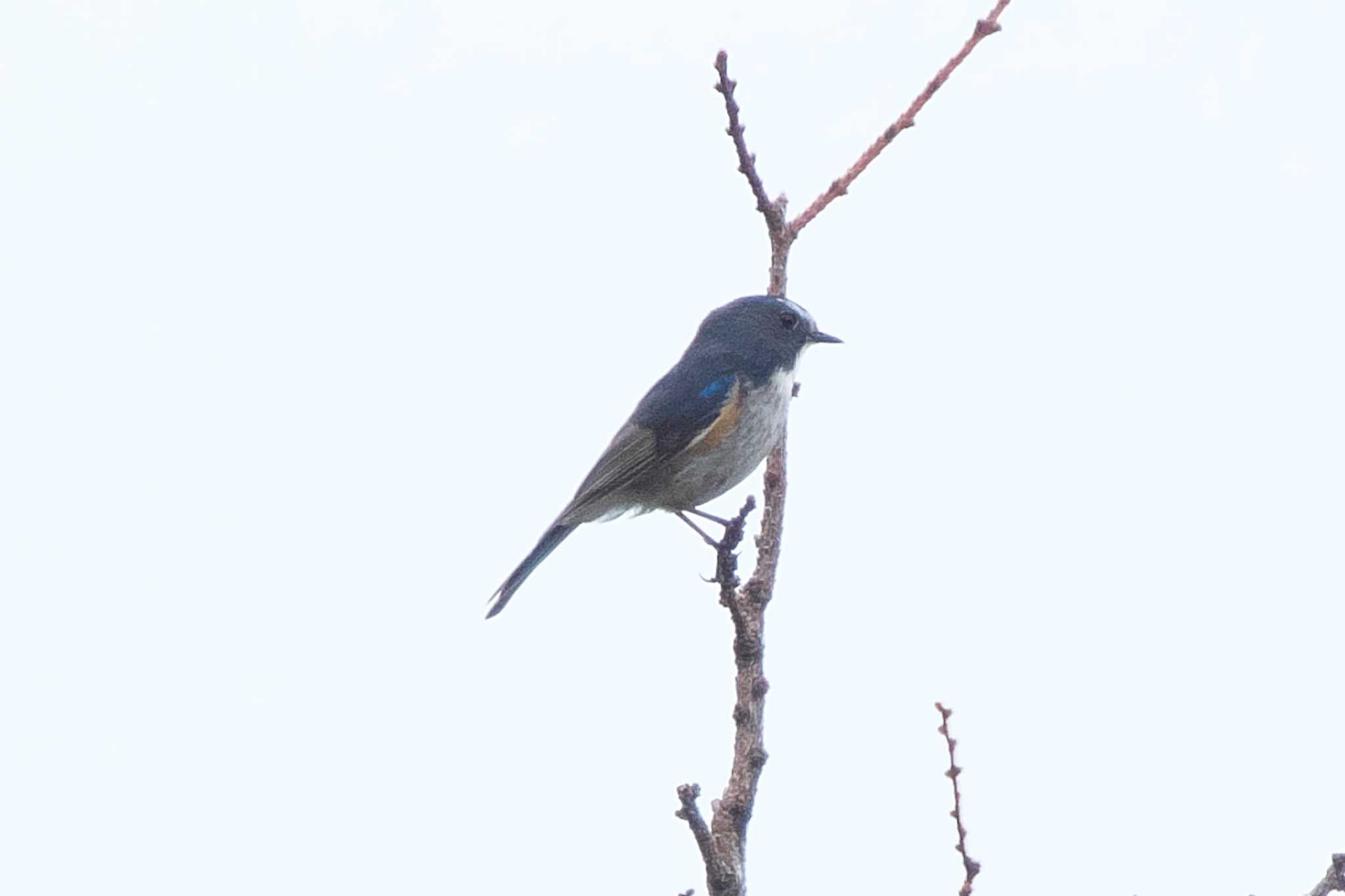 Red-flanked Bluetail