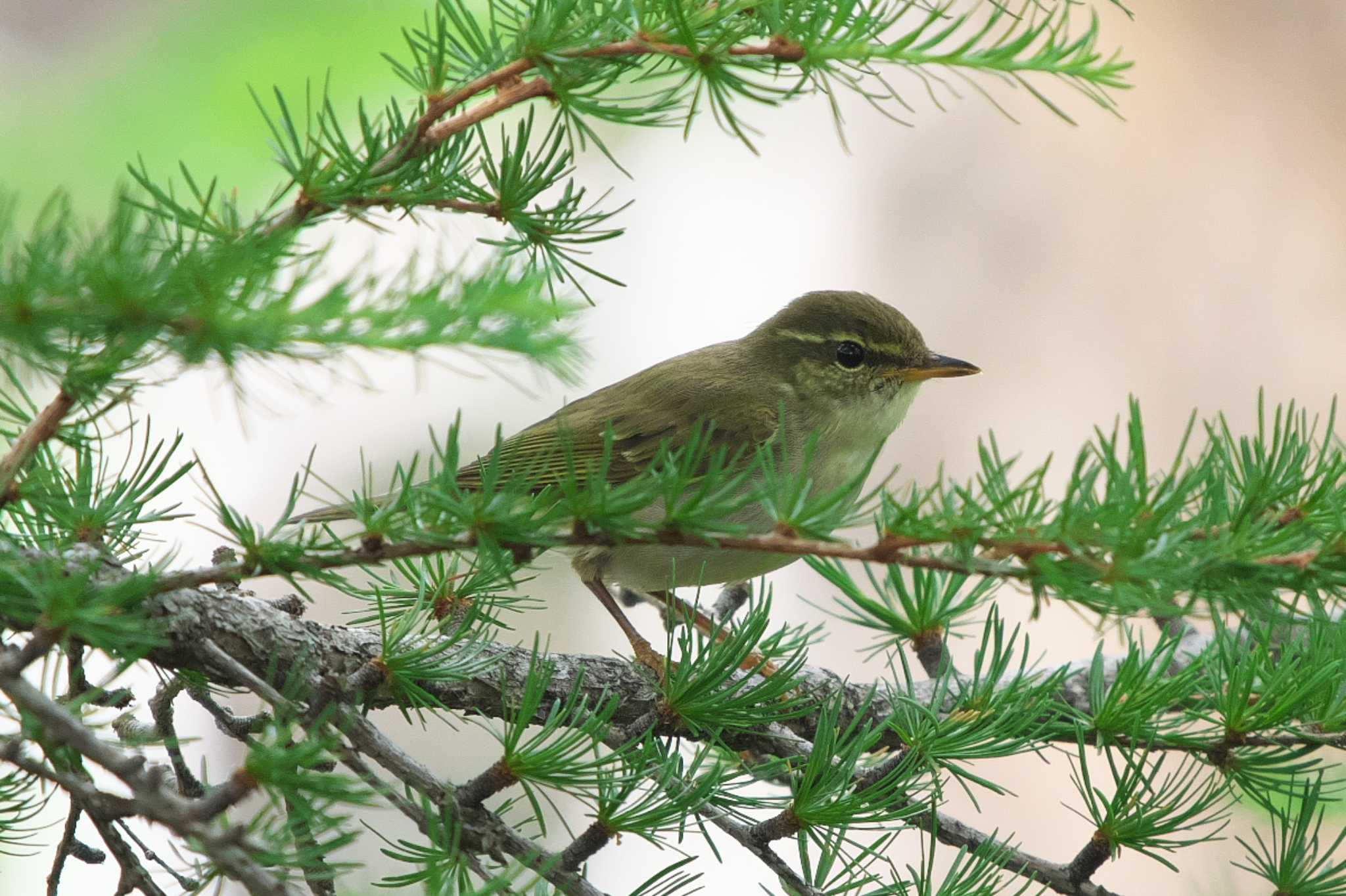 Japanese Leaf Warbler