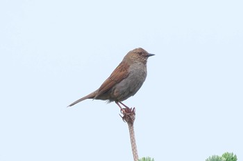 2023年7月7日(金) 富士山お中道の野鳥観察記録