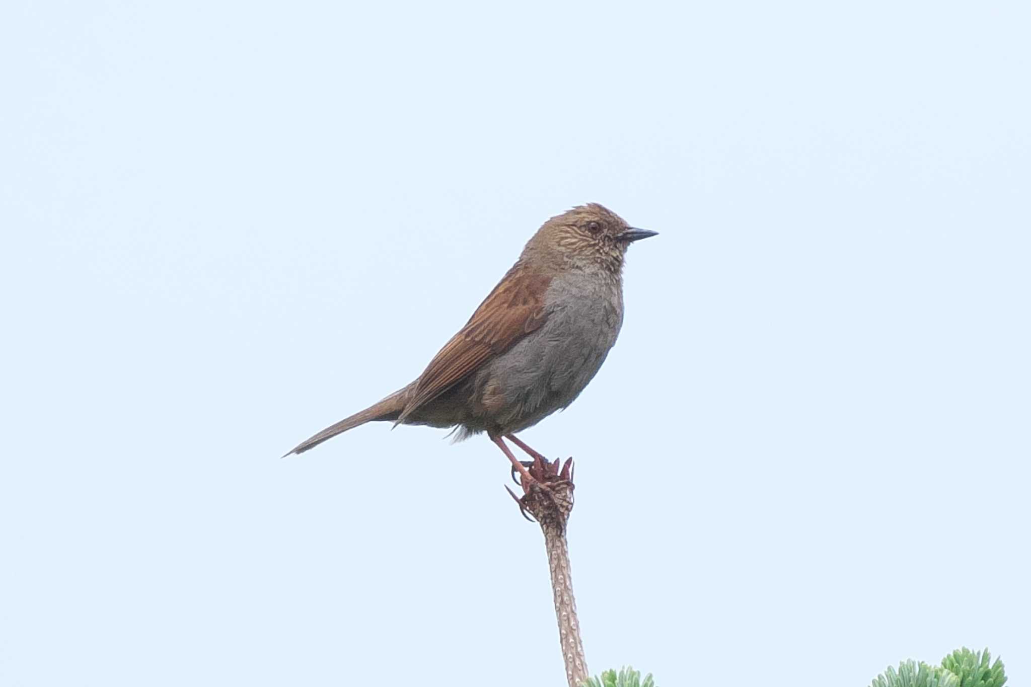 Japanese Accentor