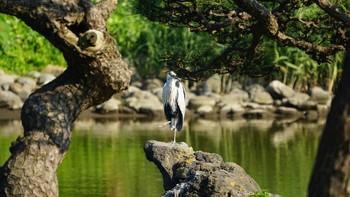 Grey Heron Hama-rikyu Gardens Sat, 6/2/2018