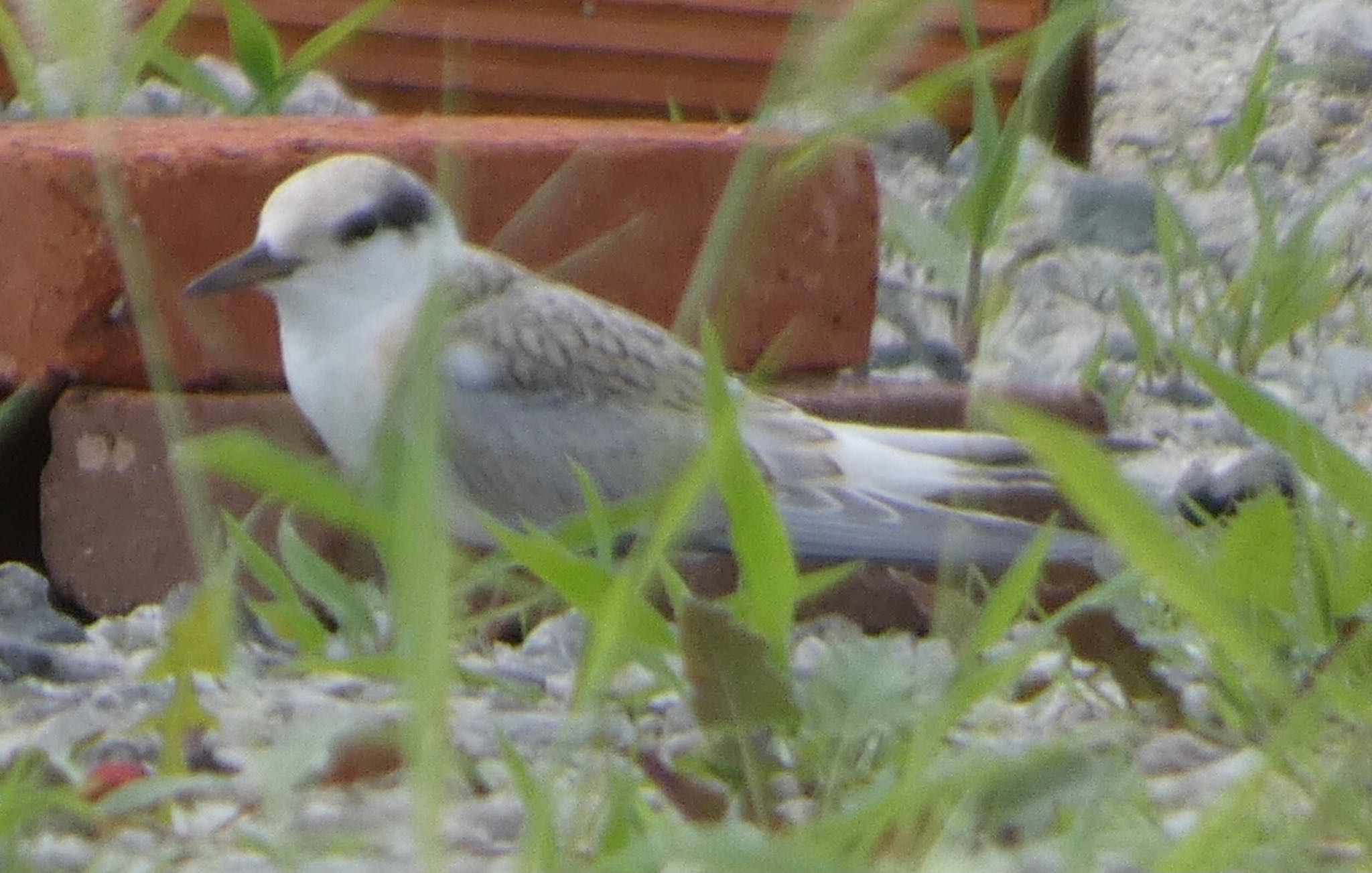 Photo of Little Tern at 佐賀県佐賀市 by 頭黒鴎