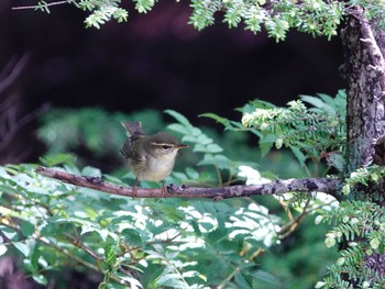 Japanese Leaf Warbler Okuniwaso(Mt. Fuji) Thu, 7/6/2023