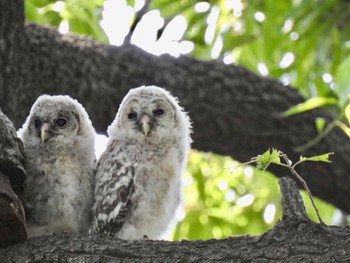 フクロウ 秋ヶ瀬公園 撮影日未設定