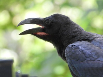 2023年7月7日(金) 服部緑地の野鳥観察記録