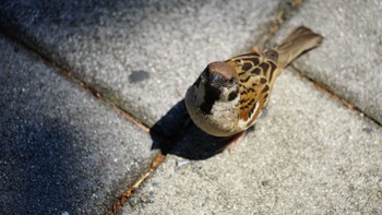 Eurasian Tree Sparrow Minatomirai Tue, 5/22/2018