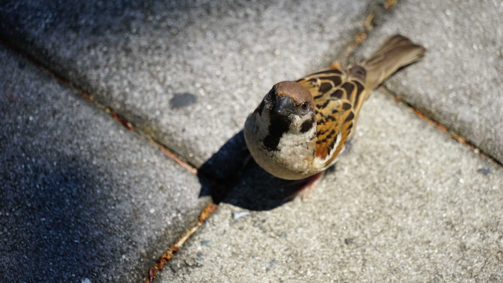 Photo of Eurasian Tree Sparrow at Minatomirai by misa X