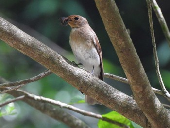 Blue-and-white Flycatcher 日本ラインうぬまの森 Fri, 7/7/2023