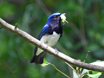 Blue-and-white Flycatcher 日本ラインうぬまの森 Fri, 7/7/2023