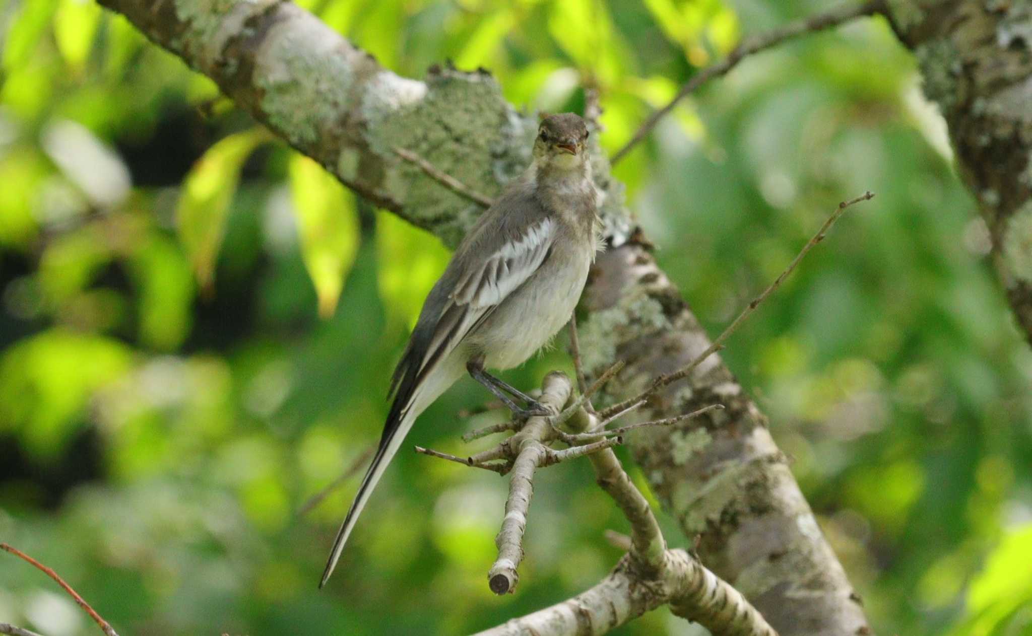 White Wagtail