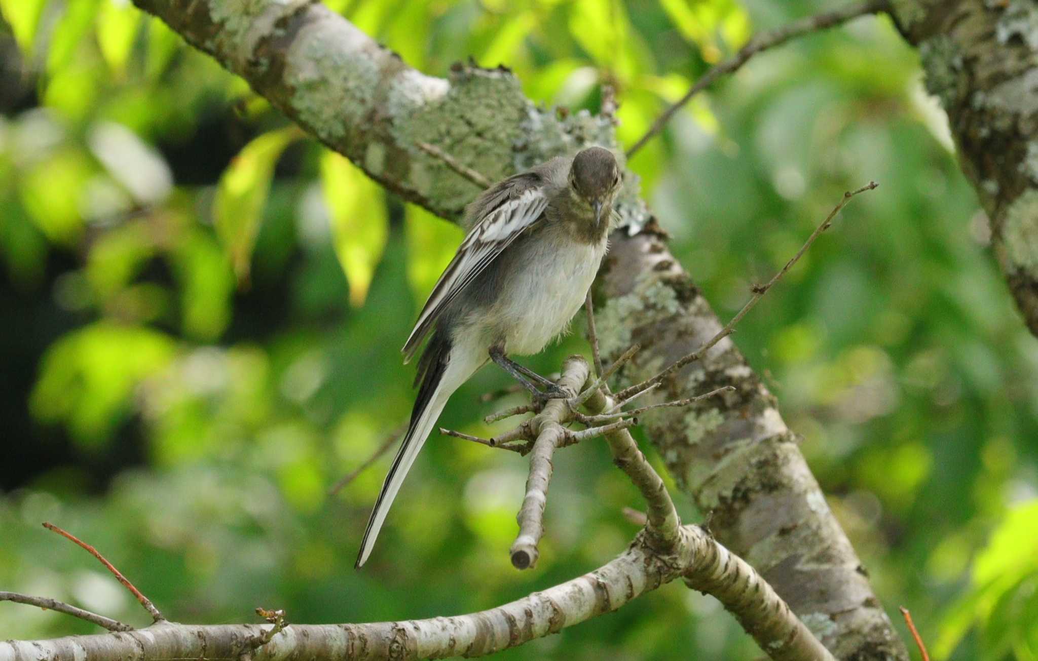 White Wagtail