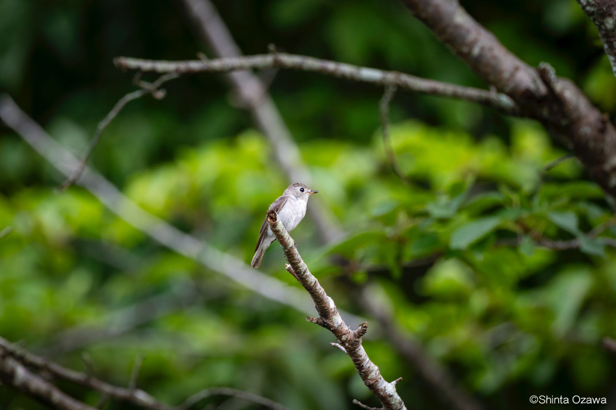 鎌北湖 コサメビタキの写真 by SNT