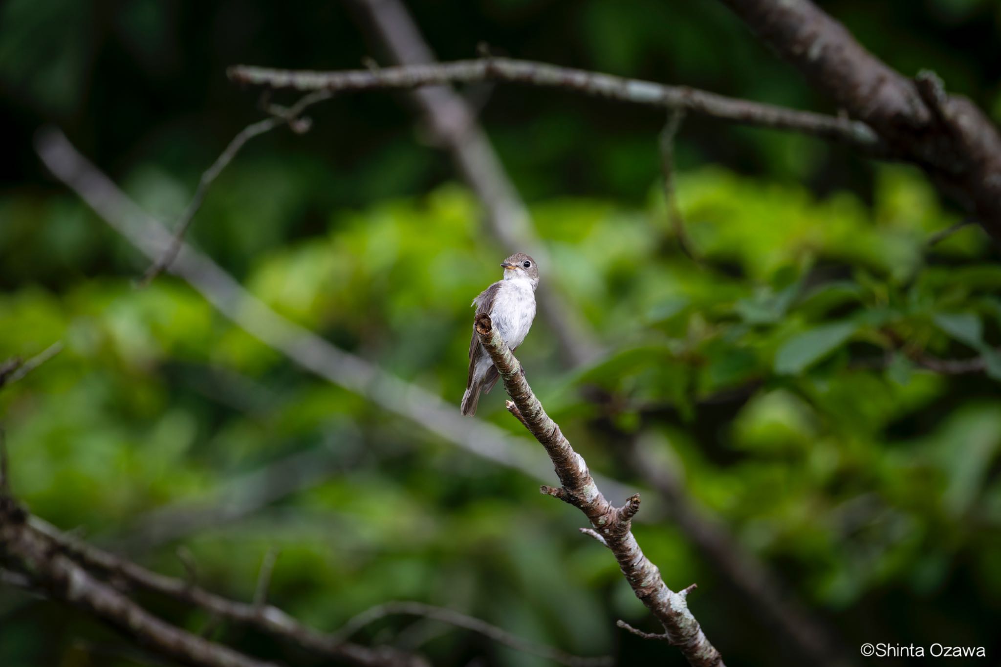 鎌北湖 コサメビタキの写真 by SNT