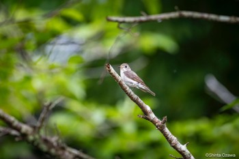 Asian Brown Flycatcher 鎌北湖 Thu, 7/6/2023