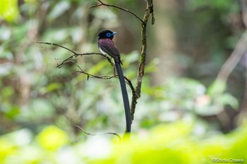 サンコウチョウ 鎌北湖 2023年7月6日(木)