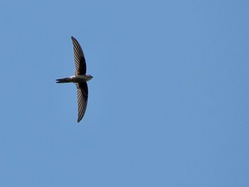 Asian Palm Swift Kaeng Krachan National Park Thu, 6/29/2023