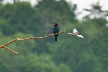 Oriental Dollarbird 天龍村 Unknown Date