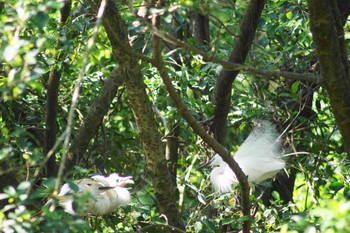 Little Egret 大安森林公園 Tue, 6/6/2023