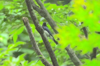 Blue-and-white Flycatcher 秋田県太平湖 Fri, 7/7/2023