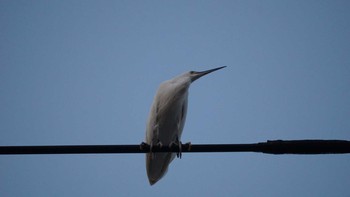 Little Egret 鷹取川 Wed, 3/28/2018