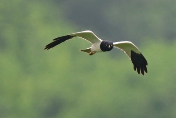 Pied Harrier Unknown Spots Mon, 6/26/2023