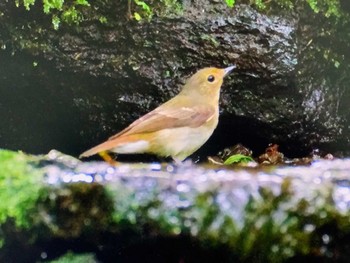 2023年7月7日(金) 大洞の水場の野鳥観察記録