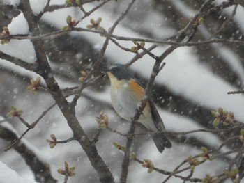 ルリビタキ 蔵王野鳥の森 2023年4月9日(日)