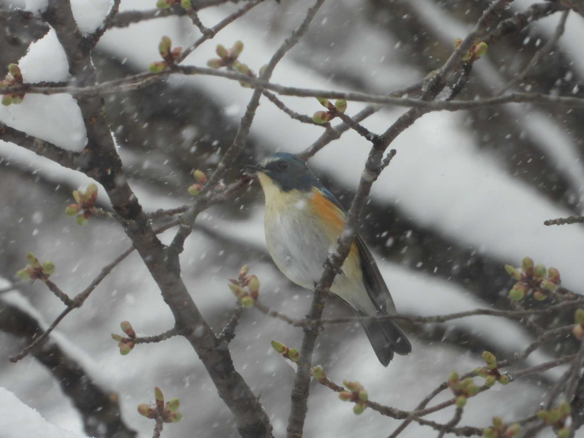 ルリビタキ　4月の遅い雪降る中 by Antenna 51