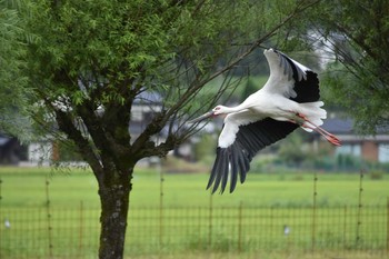 Oriental Stork コウノトリノ郷公園 Thu, 8/9/2018