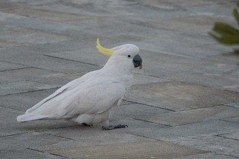 Sulphur-crested Cockatoo オーストラリア Fri, 8/3/2018