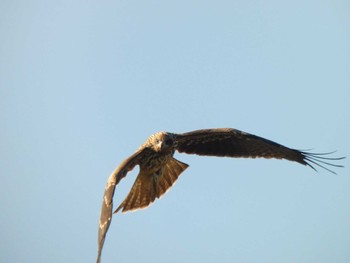 2022年11月27日(日) 鎌倉の野鳥観察記録