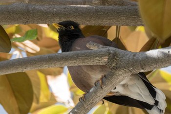 Common Myna オーストラリア Fri, 8/3/2018