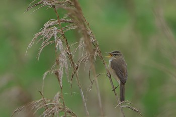 Black-browed Reed Warbler Kiritappu Wetland Sat, 6/17/2023