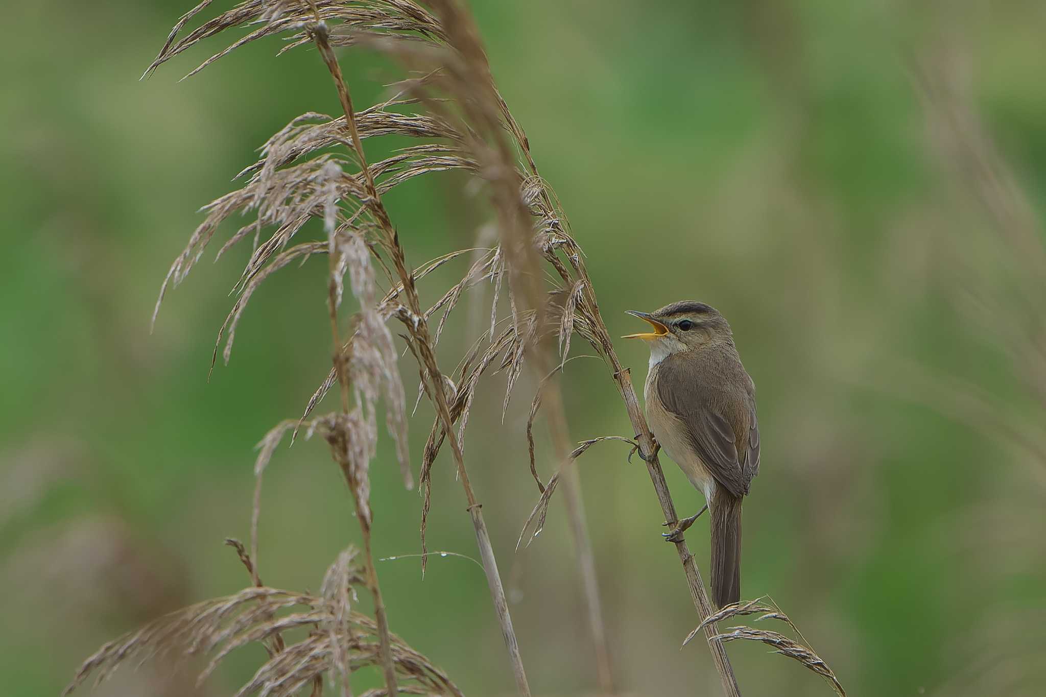 Photo of Black-browed Reed Warbler at Kiritappu Wetland by 禽好き