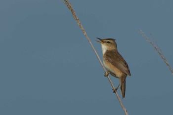 Black-browed Reed Warbler Kiritappu Wetland Sat, 6/17/2023