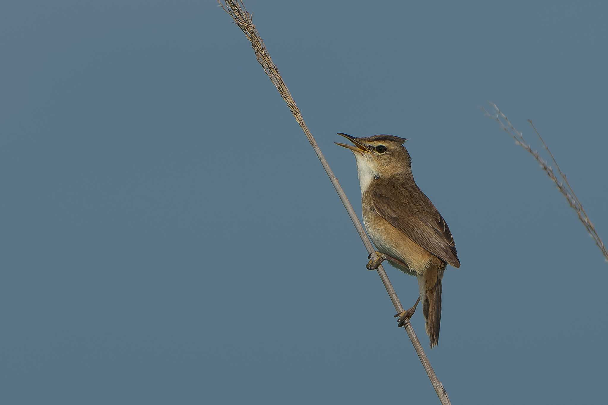 Black-browed Reed Warbler