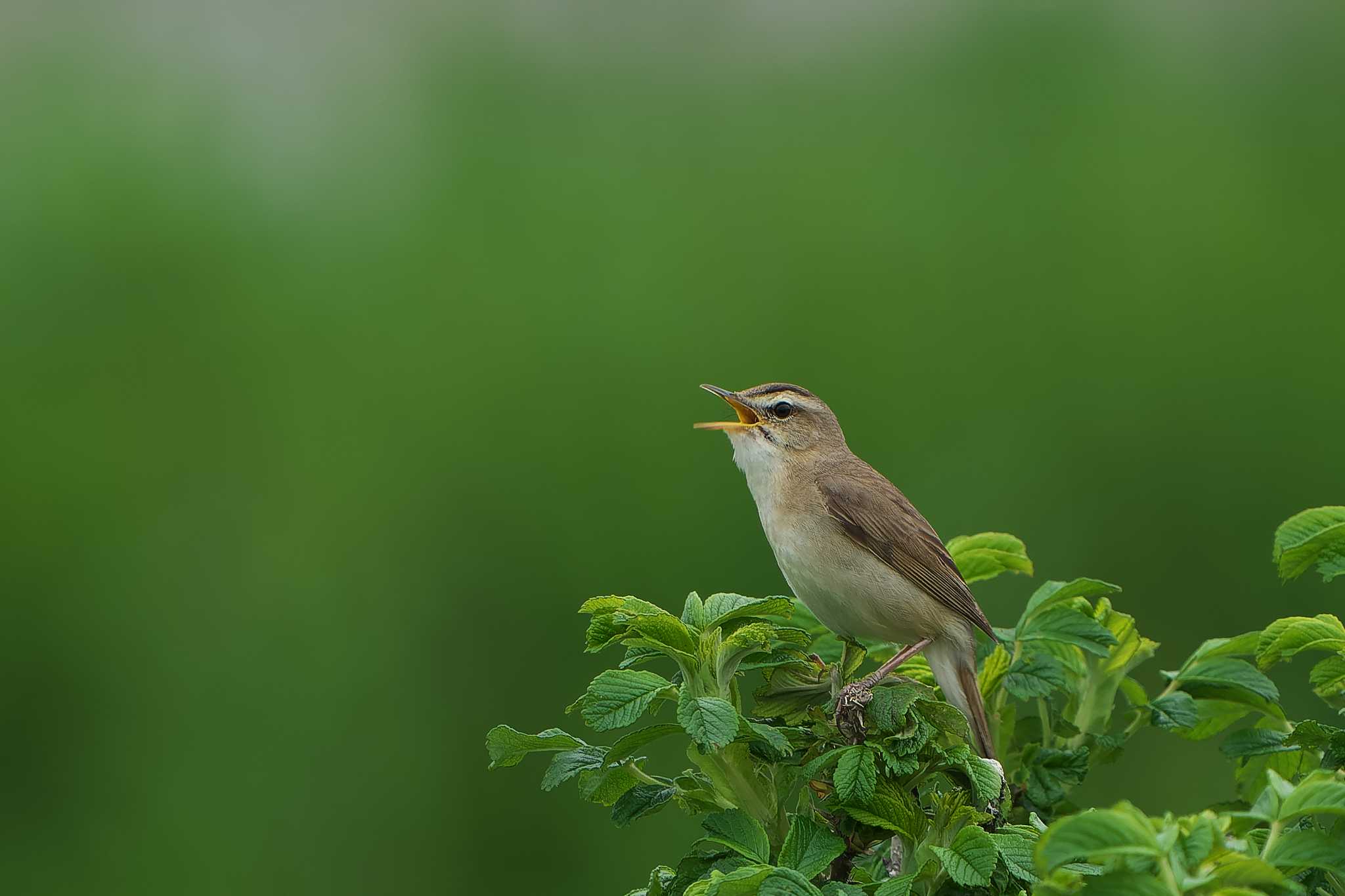 Black-browed Reed Warbler