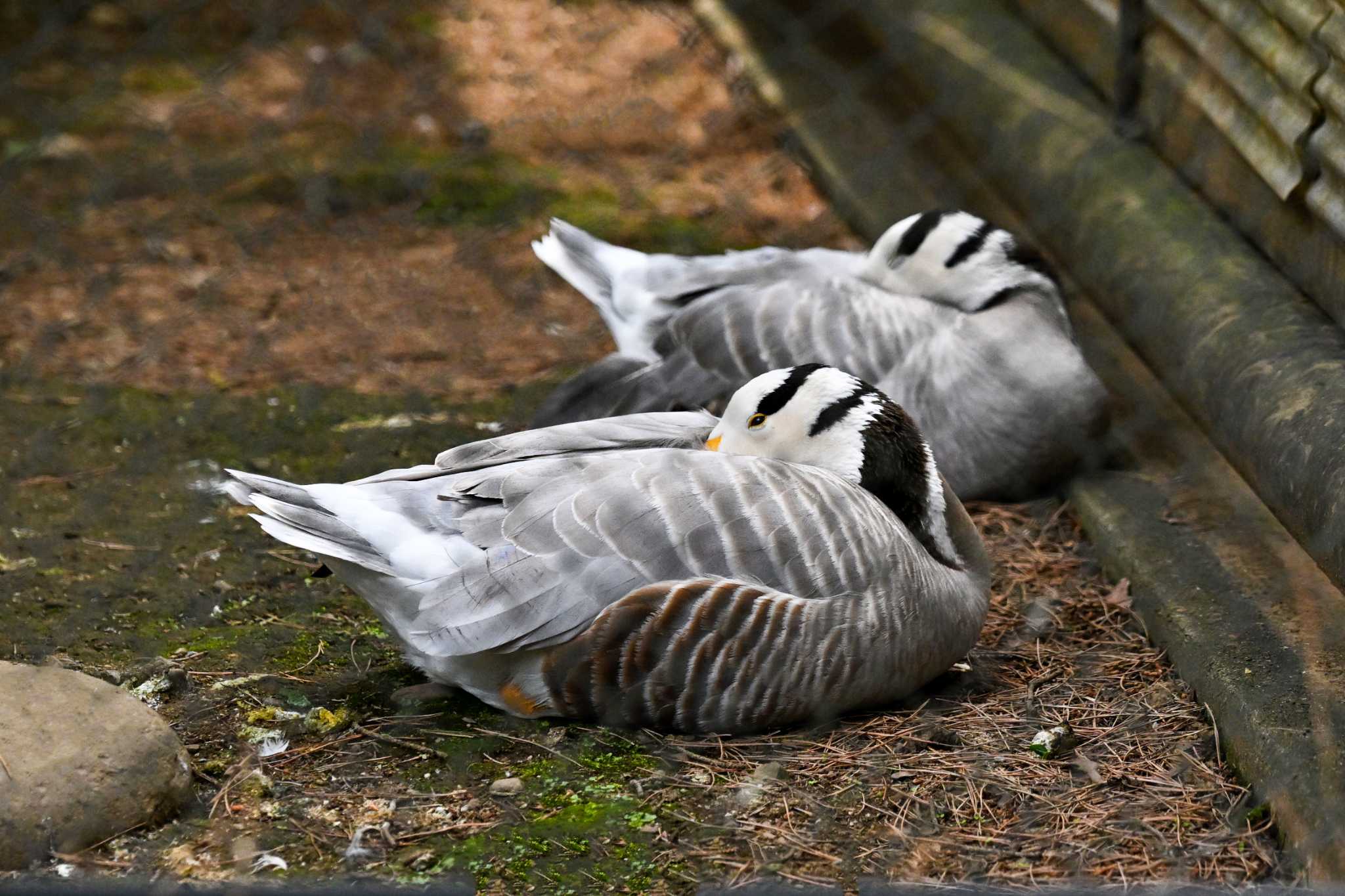 Photo of Bar-headed Goose at  by Yokai